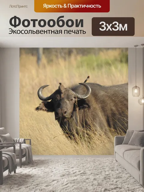 Фотообои Буйвол