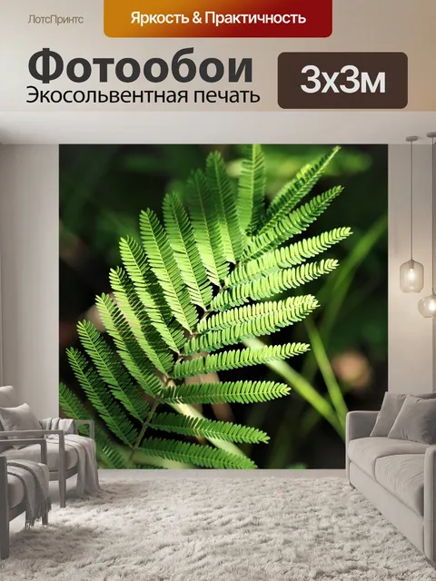 Фотообои Листья мимозы в солнечном свете