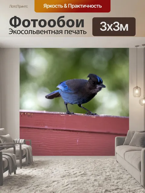 Фотообои Голубая сойка