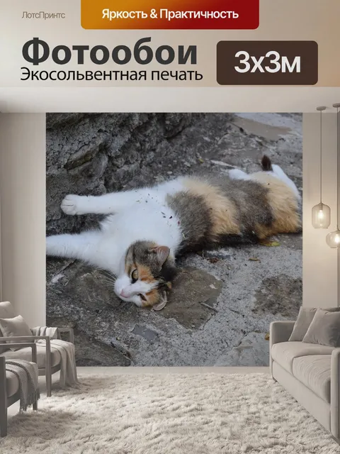 Фотообои Кот