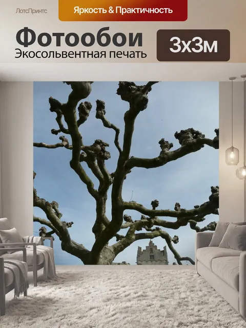 Фотообои Платан