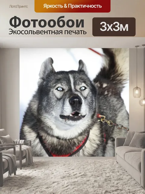Фотообои Хаски