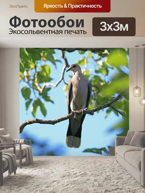 Фотообои голубь сидит на ветке