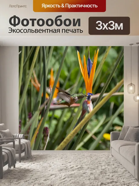 Фотообои колибри