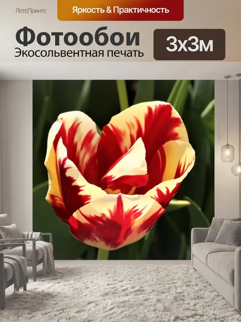 Фотообои Красный и белый тюльпан крупным планом