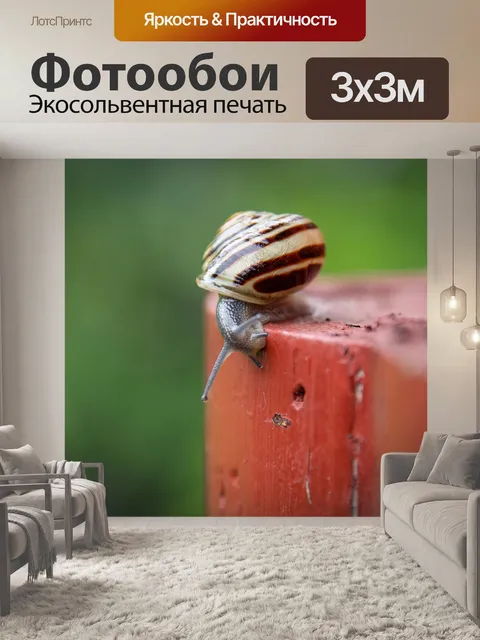 Фотообои Улитка, раковина улитки, брюхоногие молл