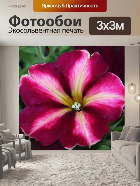 Фотообои Розовые и белые петунии крупным планом