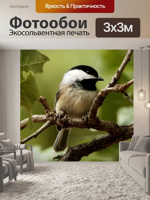 Фотообои Черный Chickadee крупным планом