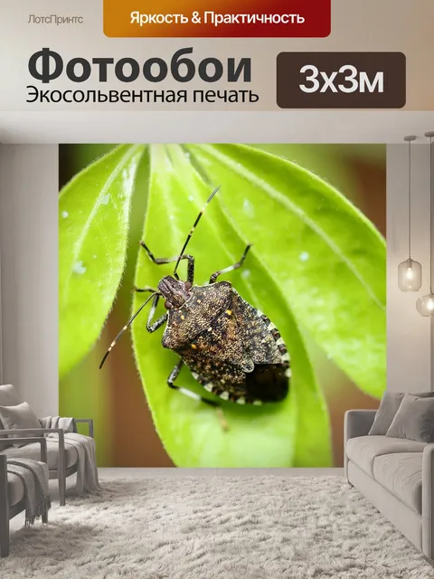 Фотообои Серый сад черепашка