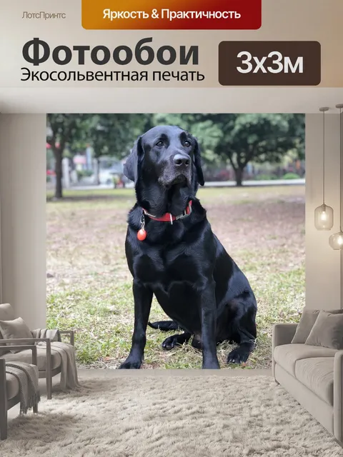 Фотообои Черный пес
