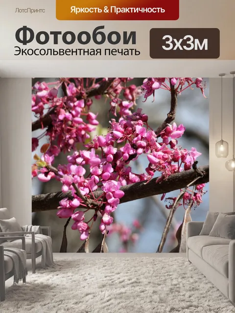 Фотообои Redbud дерево цветет крупным планом