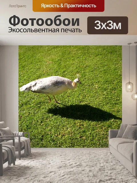 Фотообои Белый павлин