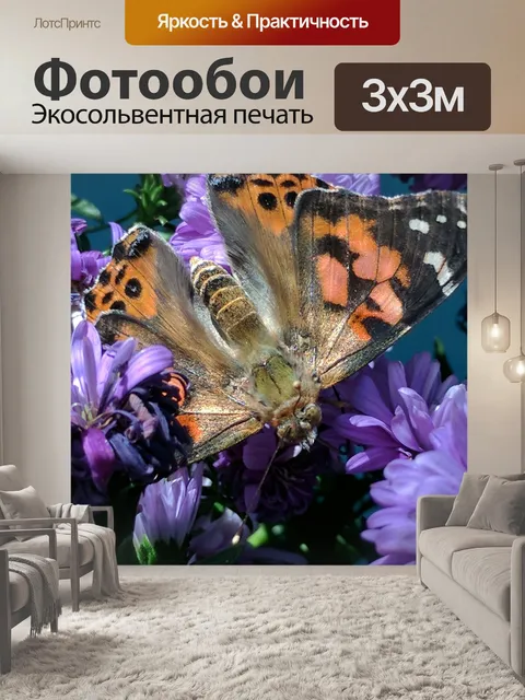 Фотообои Бабочка монарх