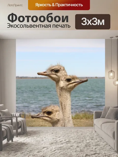 Фотообои Страусы