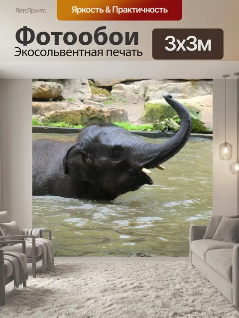 Фотообои Слон