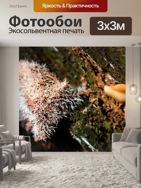 Фотообои Грибы