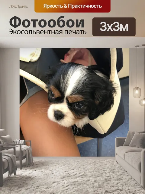Фотообои Кинг чарльз спаниель