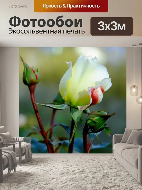 Фотообои Роза