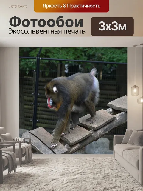 Фотообои Мандрил