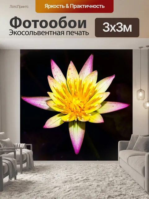 Фотообои цветок лотоса