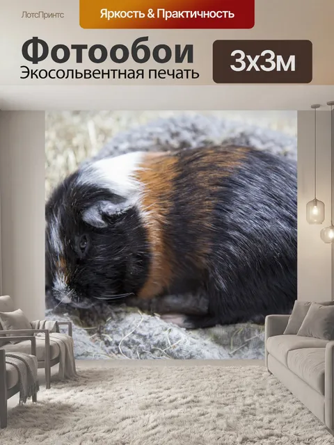 Фотообои Guniea Свинья
