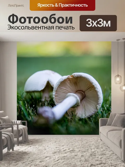 Фотообои Гриб