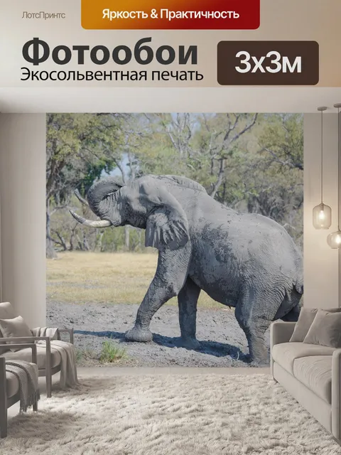 Фотообои Слон