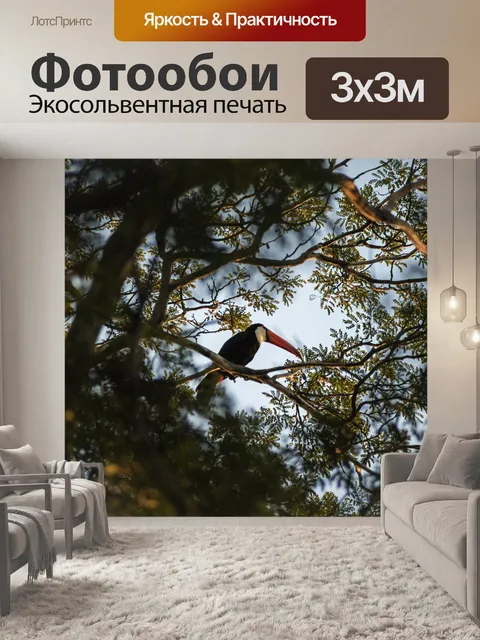 Фотообои Тукан