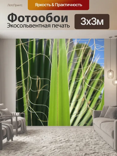 Фотообои Пальма