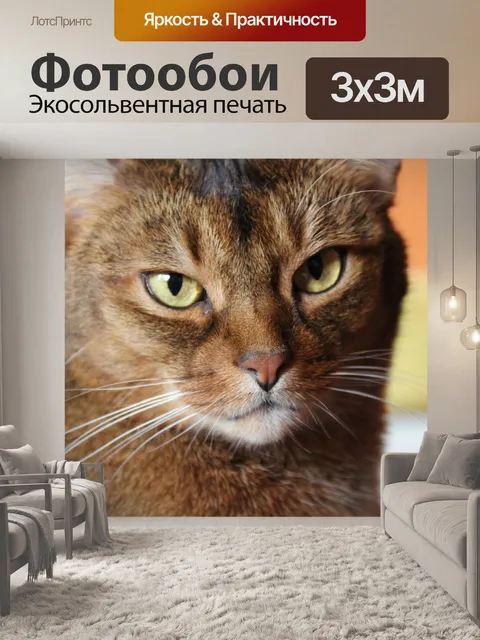 Фотообои Кот
