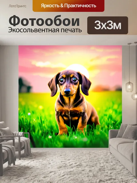 Фотообои такса-дапл, щенок, в большом зеленом луге, наслаждающийся закатом