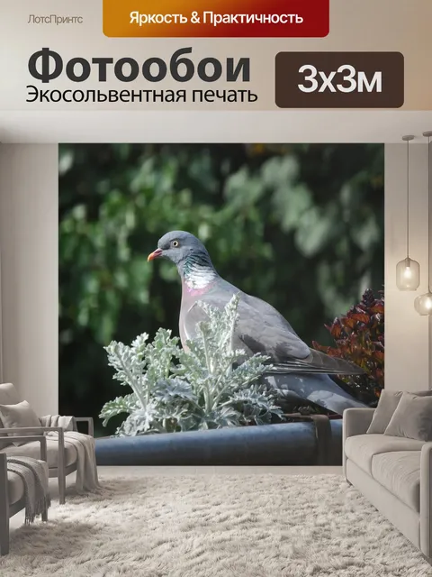 Фотообои Голубь