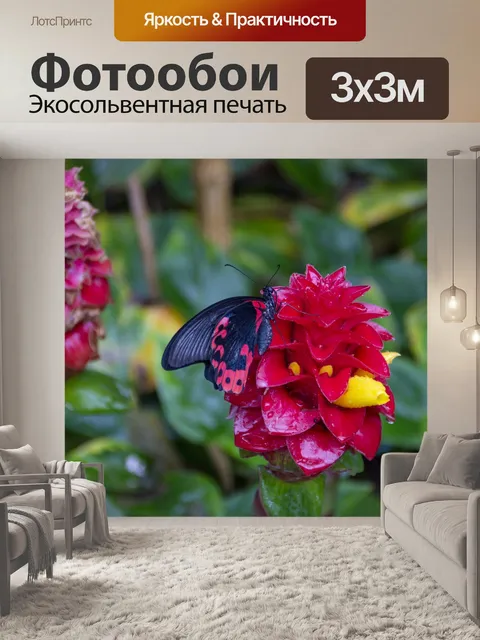 Фотообои черная и красная бабочка