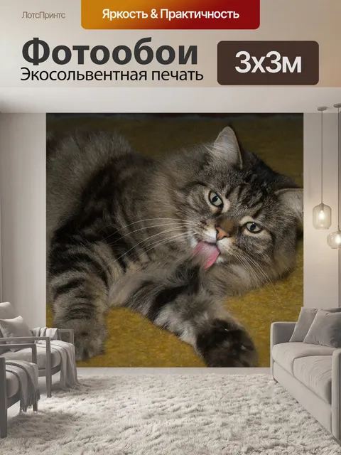 Фотообои Кот