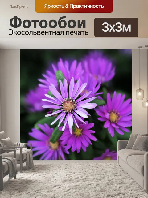 Фотообои Фиолетовый Астры Крупный план 2