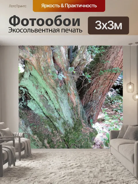 Фотообои Старое дерево 5