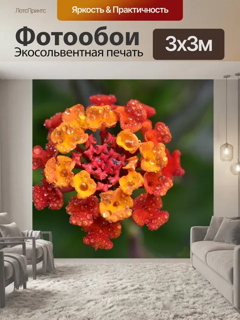 Фотообои Кабриолет роза