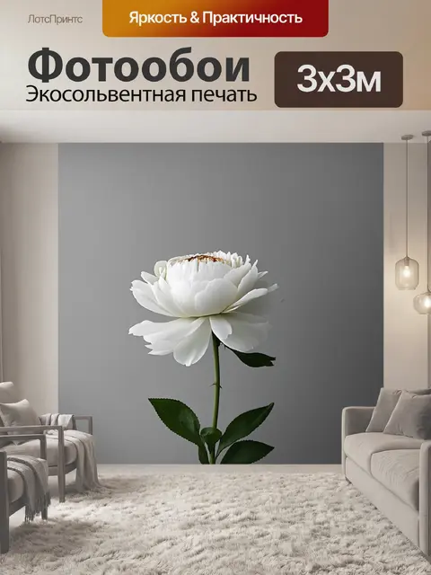 Фотообои одинокий белый пион на фоне минималистичного серого стенда, освещенного мягким светом