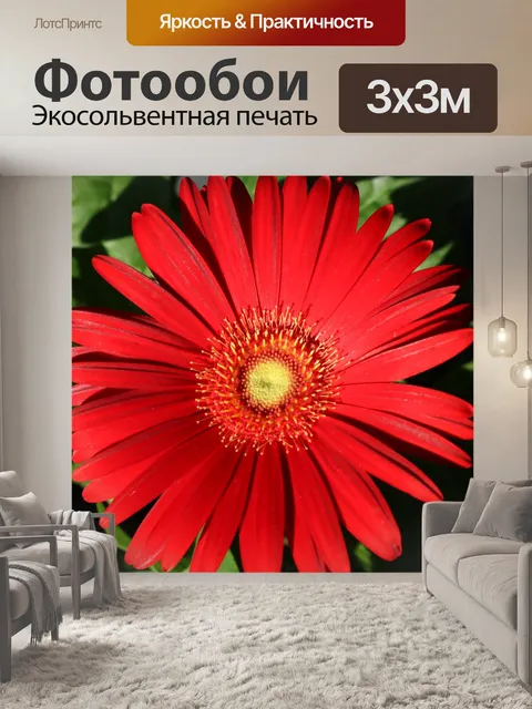 Фотообои Красная гербера ромашка крупным планом