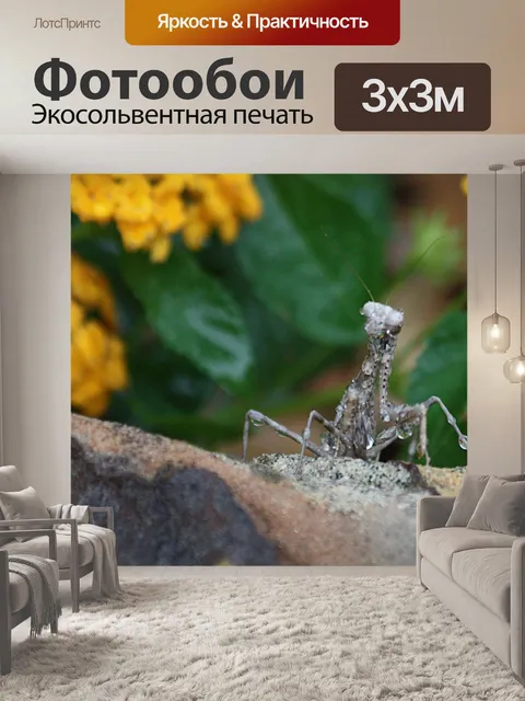Фотообои Богомол и капли воды