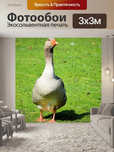 Фотообои Птицы