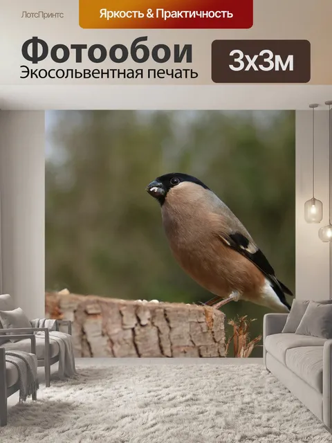 Фотообои Снегирь