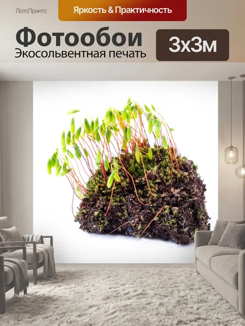 Фотообои Зеленый мох на белом фоне