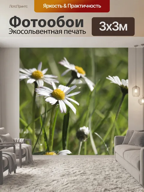 Фотообои Ромашки