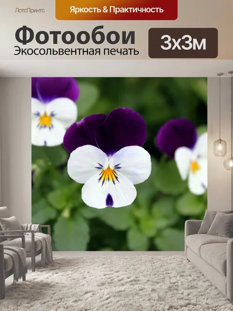 Фотообои фиолетовых и белых лепестков цветка