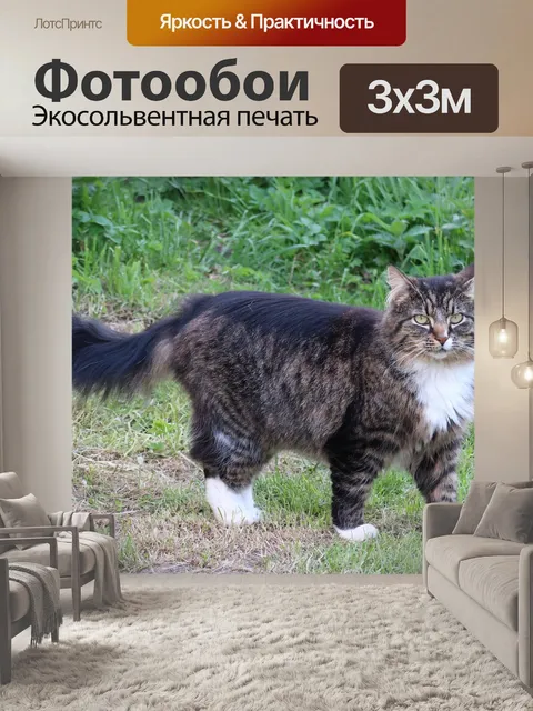 Фотообои Кот