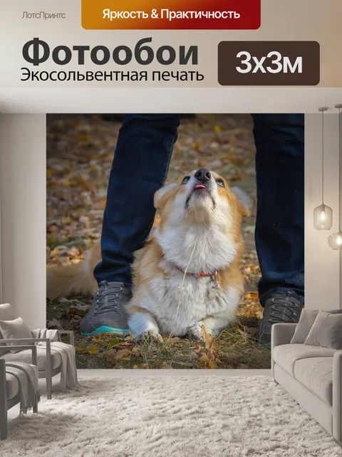 Фотообои Собака