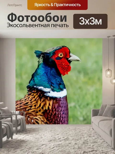 Фотообои Дикий Европейский Фазан