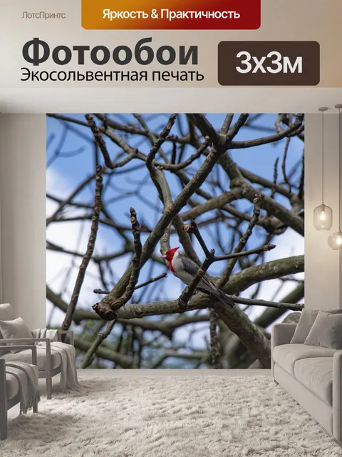 Фотообои Красный хохлатый кардинал Гавайи