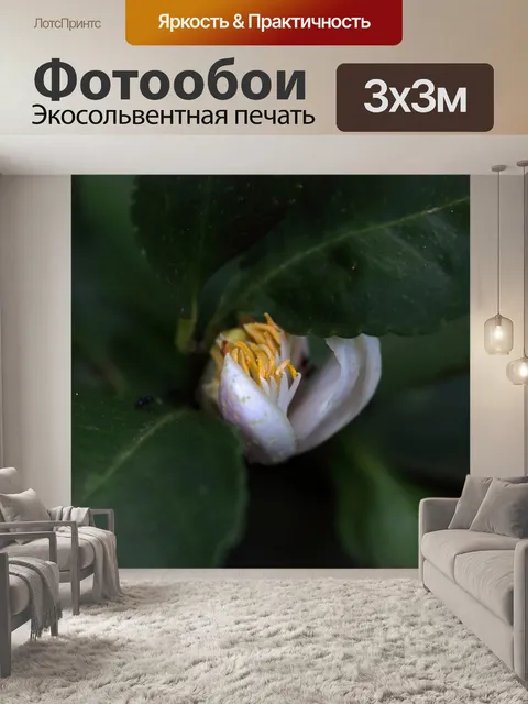 Фотообои желтая пыльца на цветках лимона